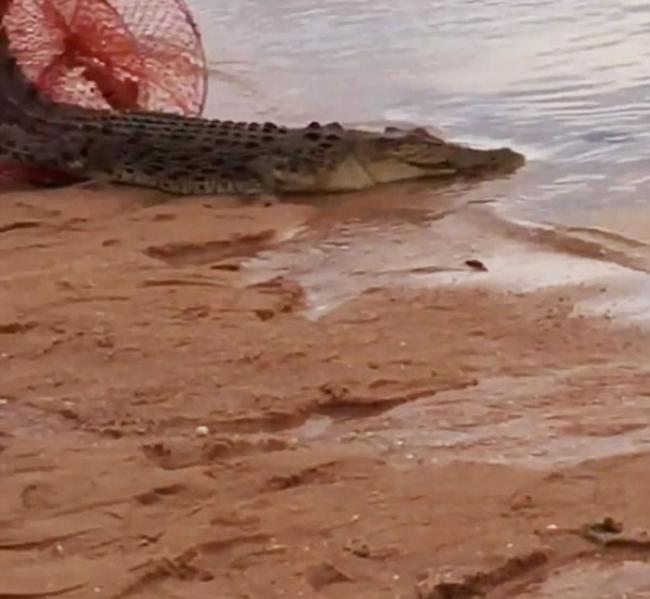 澳洲渔夫出海捕蟹 “惊喜”捉到2米长鳄鱼