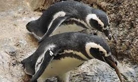 研究发现，企鹅没有甜、苦和鲜的味觉基因。