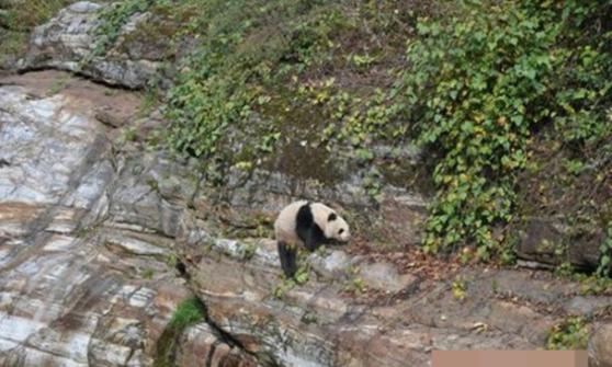 陕西黄柏塬原大箭沟景区村民发现一只大熊猫爬上河边悬崖