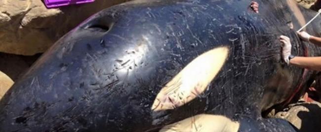虎鲸在南非开普敦省海滩搁浅死亡 解剖发现腹中满是人类制造的垃圾