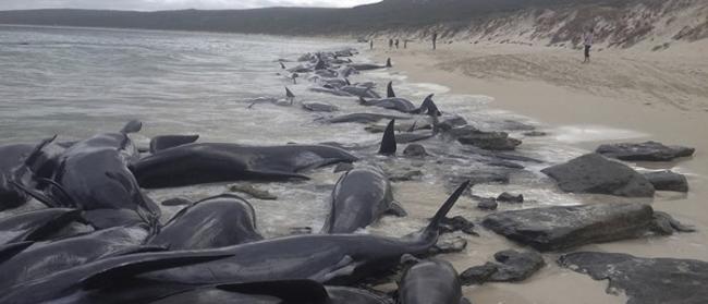 150头黑海豚在西澳大利亚哈梅林湾搁浅