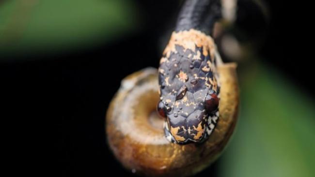 当树栖蛇遇上危险时，会伪装成毒蛇。