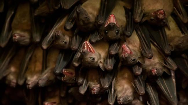 科学家翻译蝙蝠叫声 发现大部分时间都在吵架