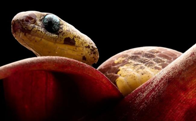新发现的树栖蛇凭灵活的下颚及独特的牙齿，把蜗牛从坚硬的壳中挑出。