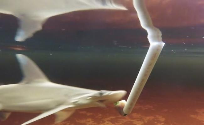研究人员给实验的窄头双髻鲨喂以海草。