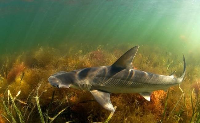研究人员确认生长于大西洋及墨西哥湾的窄头双髻鲨属杂食性。