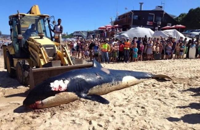 虎鲸在南非开普敦省海滩搁浅死亡 解剖发现腹中满是人类制造的垃圾