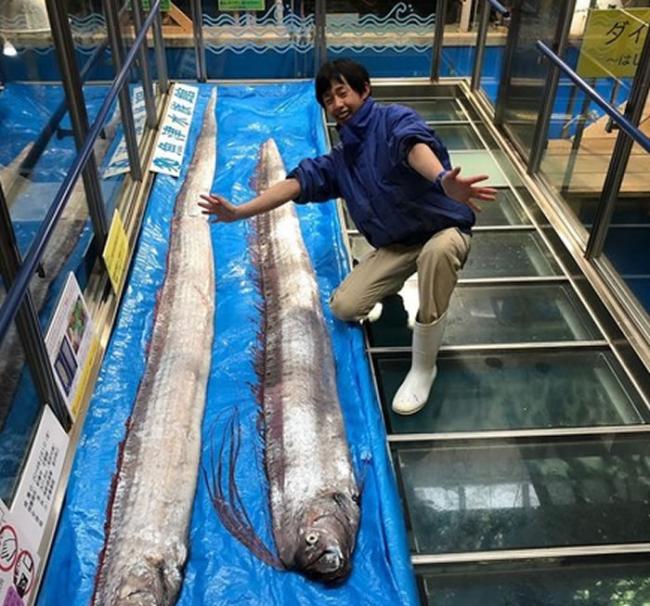 地震和海啸前兆？日本河口躺3.4公尺深海大王乌贼 环太平洋皇带鱼频频上岸