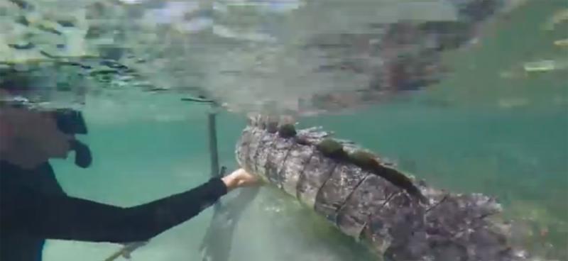 墨西哥三潜水员与鳄鱼亲密接触