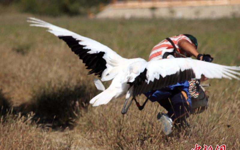 吉林省白城市通榆县向海国家级自然保护区 游人被野生丹顶鹤袭击