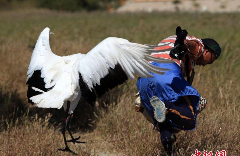 吉林省白城市通榆县向海国家级自然保护区 游人被野生丹顶鹤袭击