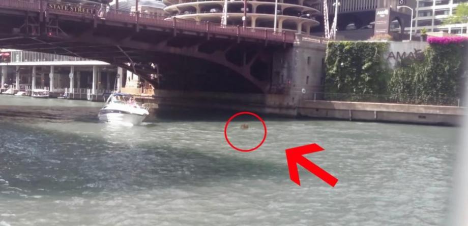 美国芝加哥河出现神秘动物疑似河马