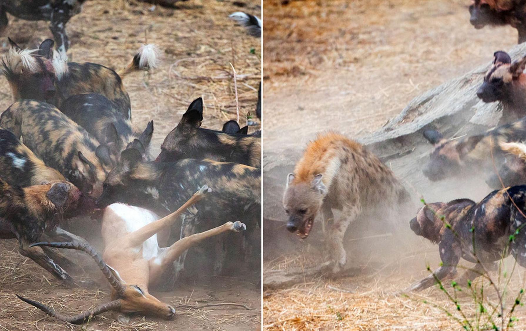 津巴布韦的马纳潭国家森林公园一群野狗和土狼群的晚餐争夺战