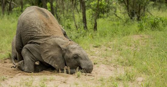 南非克鲁格国家公园3头小象吃掉大量熟透发酵水果后醉倒