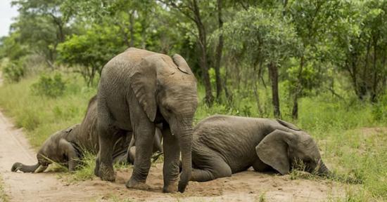 南非克鲁格国家公园3头小象吃掉大量熟透发酵水果后醉倒