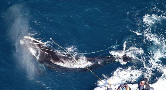 美国佐治亚州海岸惊现一头拖着85米长商业捕鱼线的濒危露脊鲸