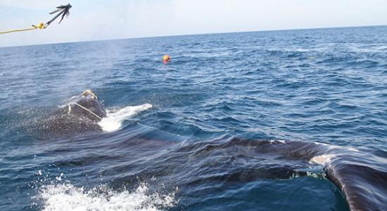 美国佐治亚州海岸惊现一头拖着85米长商业捕鱼线的濒危露脊鲸