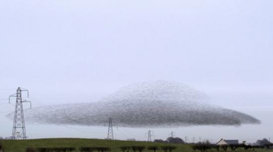 苏格兰椋鸟迁徙呈UFO形