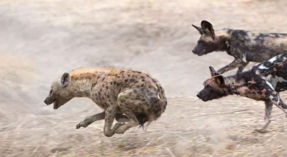津巴布韦的马纳潭国家森林公园一群野狗和土狼群的晚餐争夺战