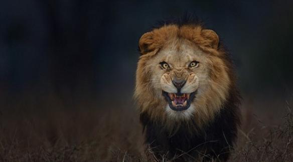 巴基斯坦摄影师Atif Saeed捕捉到狮子3公尺外准备攻击的一瞬间 而目标是自己