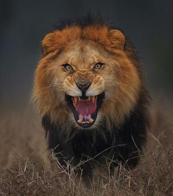 巴基斯坦摄影师Atif Saeed捕捉到狮子3公尺外准备攻击的一瞬间 而目标是自己