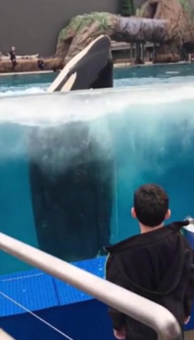 美国圣地牙哥动物园杀人鲸看完男童转圈后竟有样学样在水中跟着转圈