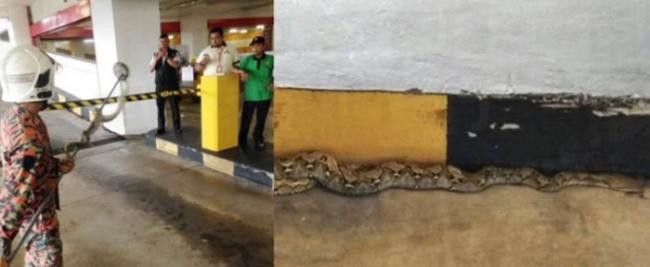 马来西亚雪兰莪万达广场停车场惊现1.8米大蟒蛇