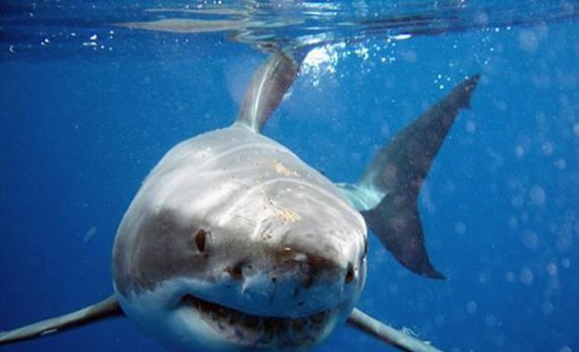 声名狼藉的水中捕猎者大白鲨不能在水族馆生存 体型庞大需要足够空间