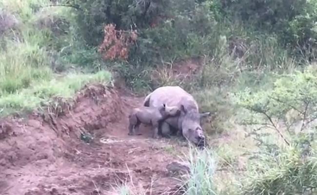 幼犀牛（左）在母亲的身边徘徊良久，希望唤醒母亲喂奶。