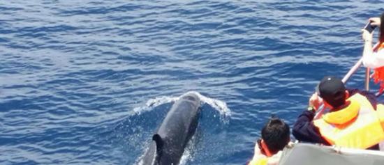 台湾花莲“赏鲸”热季来临 赏鲸碰上近百只“伪虎鲸”