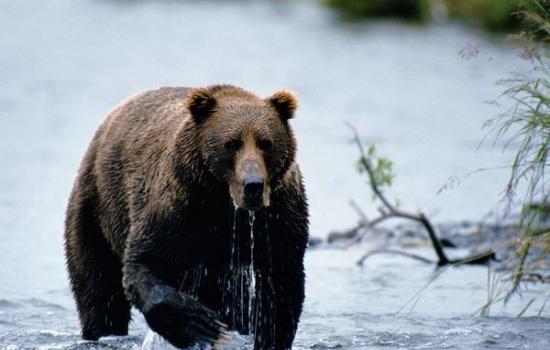 爱德华兹及巴尼特指，喜马拉雅山熊是棕熊(图)的一个亚种。
