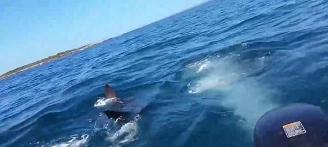 澳大利亚家庭出海钓鱼引来5米大白鲨