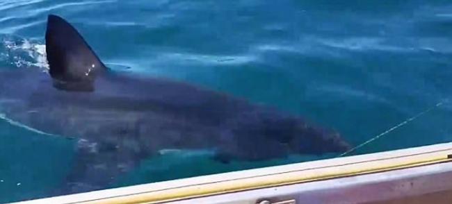 澳大利亚家庭出海钓鱼引来5米大白鲨