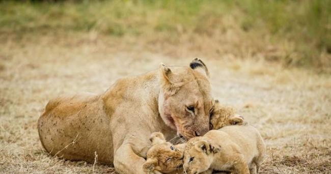 狮子妈妈陪伴幼狮玩耍。