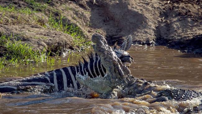 非洲肯尼亚勇猛斑马横过马拉河 张嘴噬咬击退鳄鱼