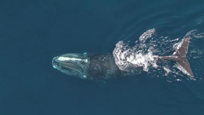 科学家要开发能从面部照片识别任何一条存活的北大西洋露脊鲸身份的算法