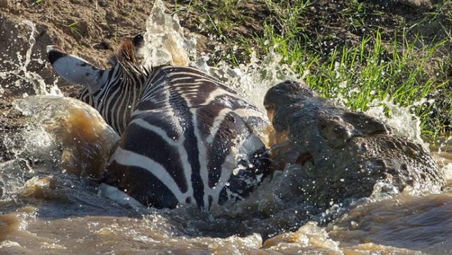 非洲肯尼亚勇猛斑马横过马拉河 张嘴噬咬击退鳄鱼