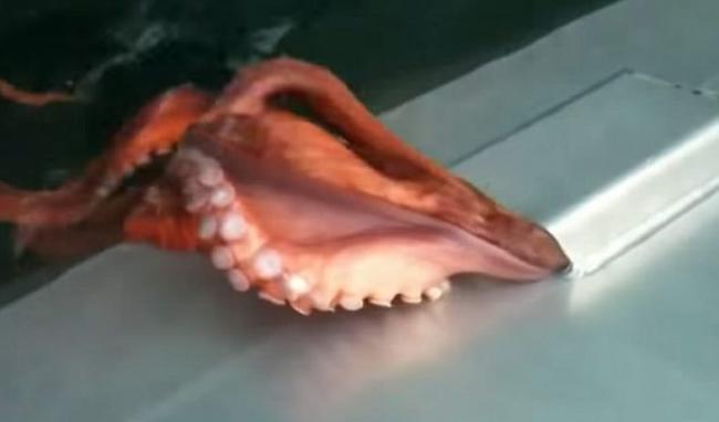 看看美国阿拉斯加渔船捕获的红色大章鱼如何上演“胜利大逃亡”