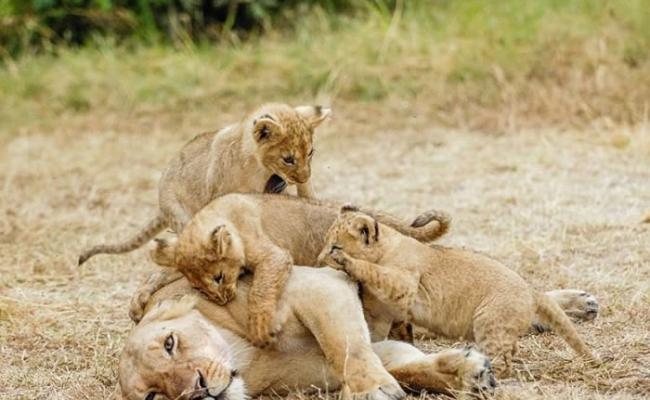 狮子妈妈累得躺地不起。