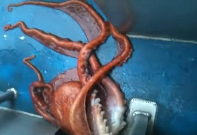 看看美国阿拉斯加渔船捕获的红色大章鱼如何上演“胜利大逃亡”