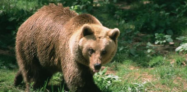 法国庇里牛斯山区209头绵羊集体跳崖 动物专家怀疑为躲避棕熊追捕