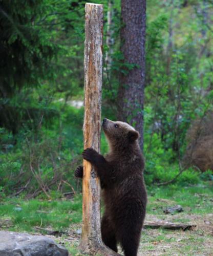 芬兰东部苏奥穆斯萨尔米熊妈妈教宝宝爬树