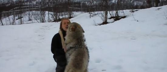 挪威“极地动物园”饲养员休产假回来 4只狼飞扑而来对她又抱又舔