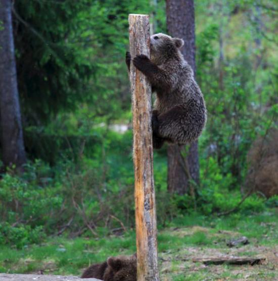 芬兰东部苏奥穆斯萨尔米熊妈妈教宝宝爬树