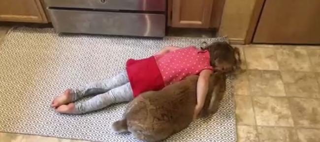 美国西雅图一家人养了一只巨型兔子