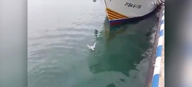 西班牙一只海鸥为争食差点被吞拿鱼吃掉