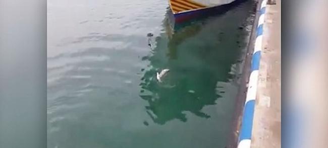 西班牙一只海鸥为争食差点被吞拿鱼吃掉