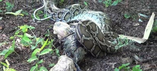 泰国武里南府大蟒蛇入侵养鸡场 吃得太多爬不动被抓