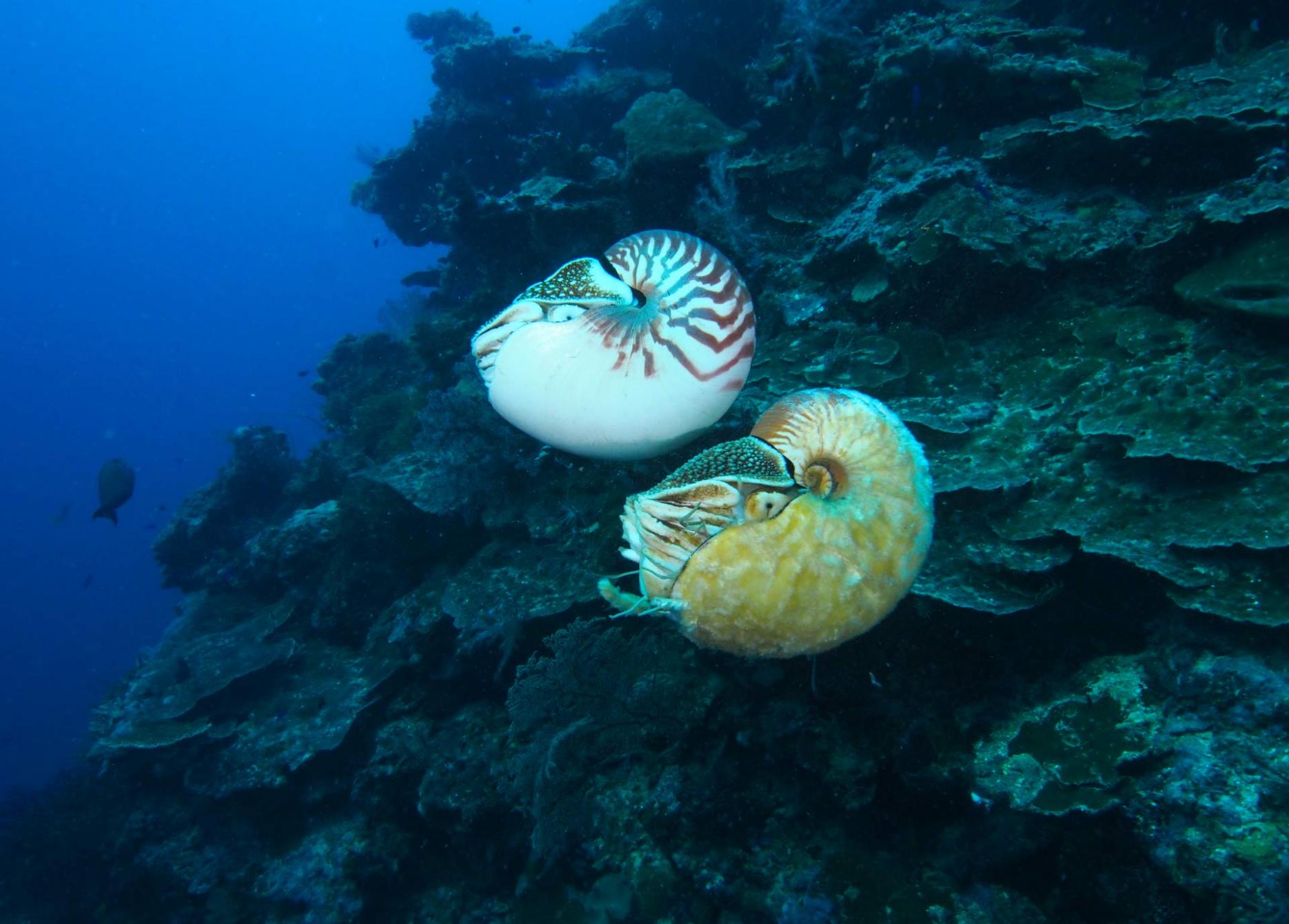 美国科学家海底发现超稀有海洋生物活化石异鹦鹉螺(Allonautilus scrobiculatus)