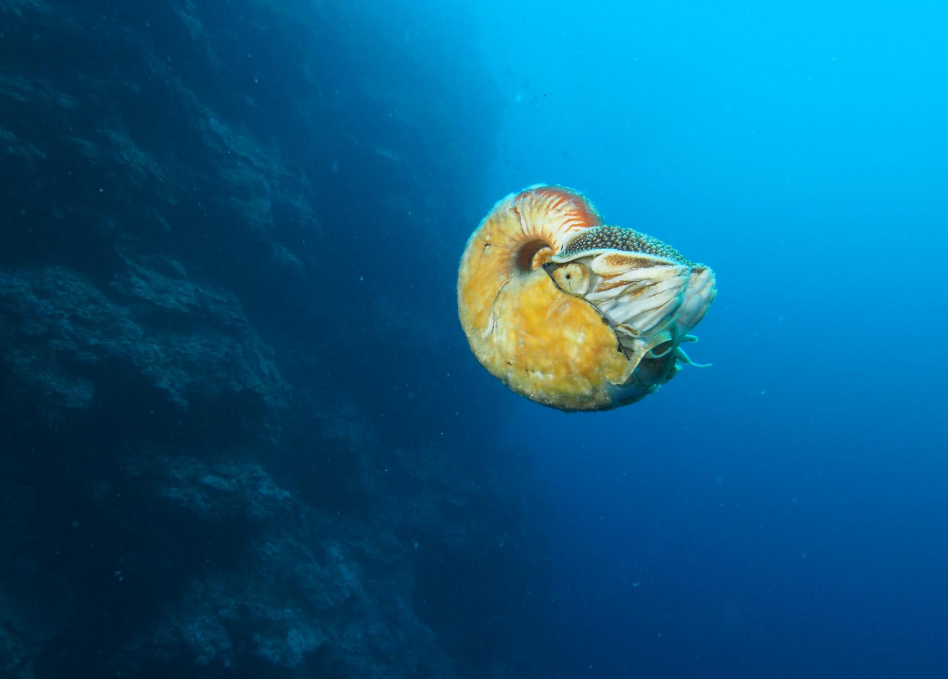 美国科学家海底发现超稀有海洋生物活化石异鹦鹉螺(Allonautilus scrobiculatus)